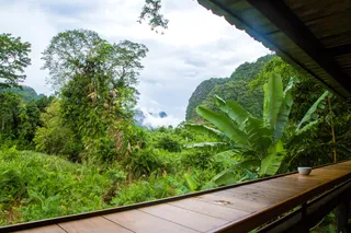Rainforest on your doorstep