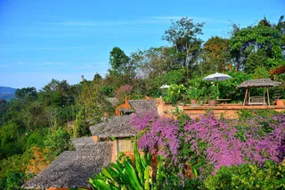 Wild mountain gardens