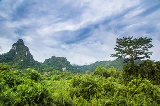 Views of the forest