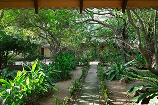 Hidden amidst the foliage