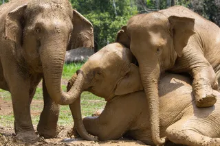 Elephants at play