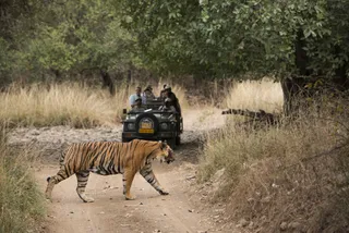 Spot tigers in Ranthambore