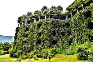 The building is festooned with rambling plants