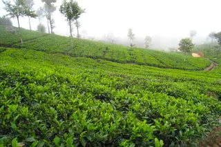 Wander through the tea plantation that surrounds the gardens