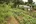 The farm