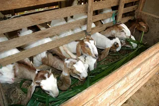 Goats