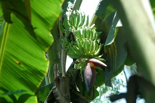 Growing bananas