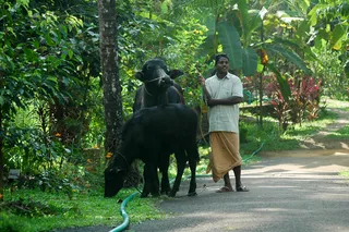 Herding cows