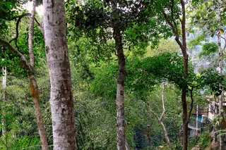 Secluded forest setting