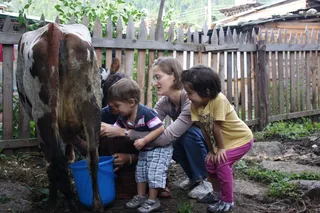 Milking the cow