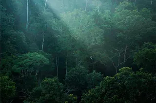 Ziplines