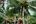 Hammocks